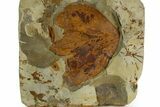 Stunning Double-Sided Fossil Leaf Plate - Montana #331841-5
